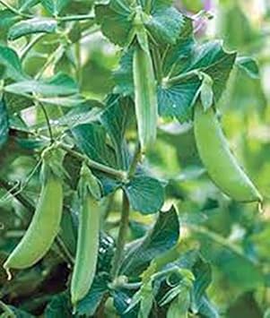 Heirloom Vegetable Seeds for Planting, 100 pcs